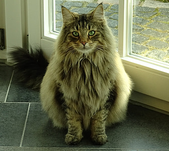 котка, домашен любимец, Норвежка горска котка