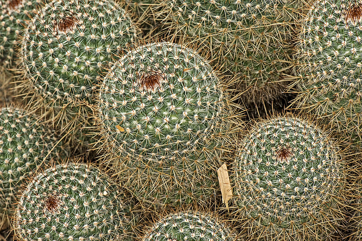 mammilaria spinossisima, cactus, botanical, botany, nature