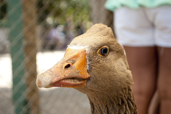 duck, animals, birds, animal