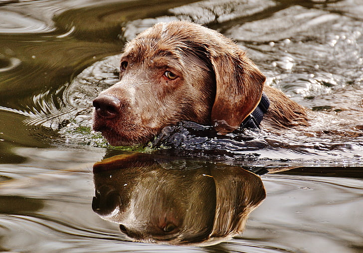 chien, nager, Wet, eau, drôle, mignon, animal