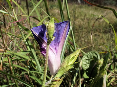 ipomoea purpurea, lilla, høy, vanlige morgensol, arter, slekt, ipomoea