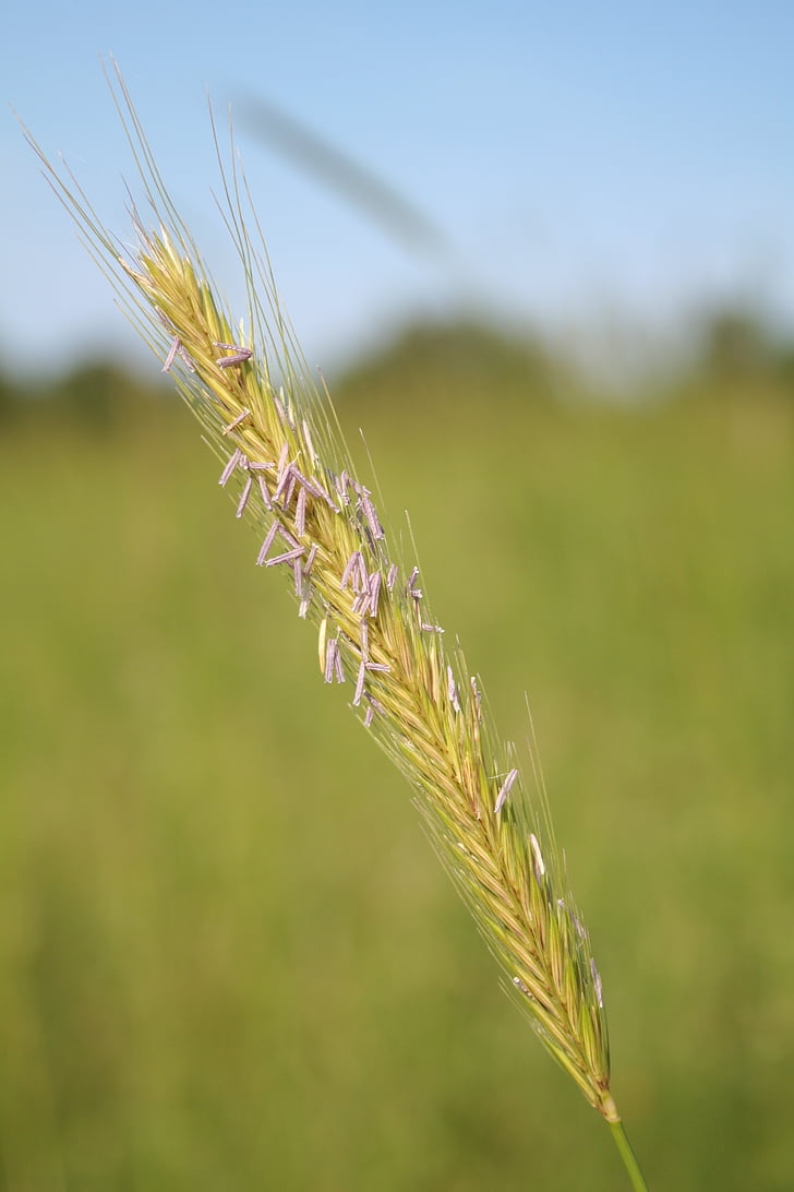pšenice, razred v je, wheatfield