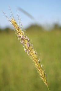 Пшениця, клас у в, wheatfield