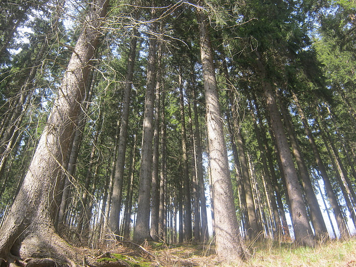 thuringian forest, forest, thuringia germany, spruce, high, steep, perspective