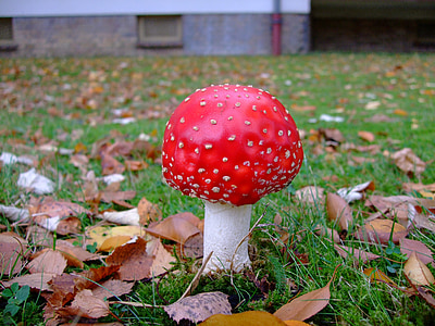 fly agaric, toadstool, toxic, red