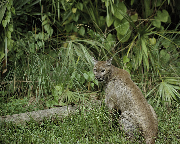 Puma, Florida panther, Cougar, poema, Predator, dieren in het wild, natuur