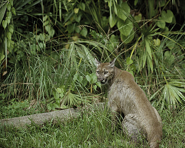 Puma, Florida Panter, Cougar, gorski lev, Predator, prosto živeče živali, narave