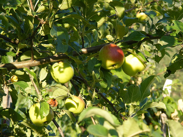 jabuka, jabuke, zelena, svjetlo, sunčano, drvo, voće
