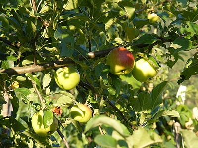 Poma, pomes, verd, llum, assolellat, arbre, fruita
