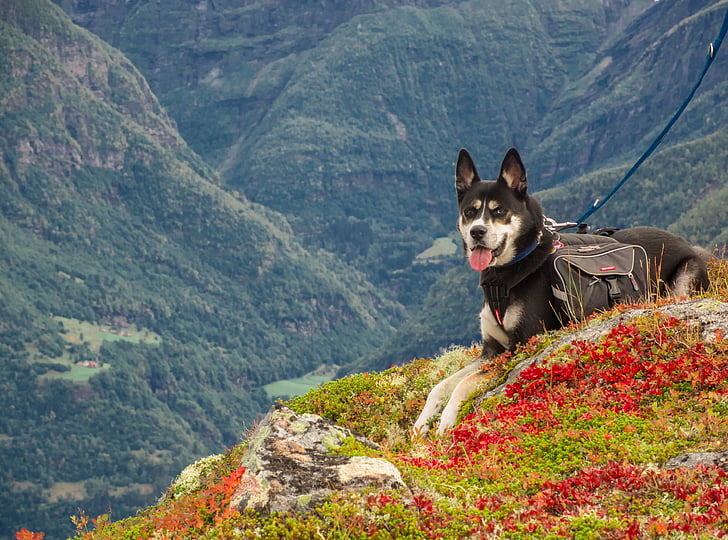 собака, гори, Піші прогулянки, Норвегія, краєвид, взимку, Природа