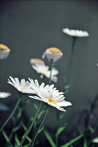 daisies, white daisies, flower, margaret, nature, spring, summer