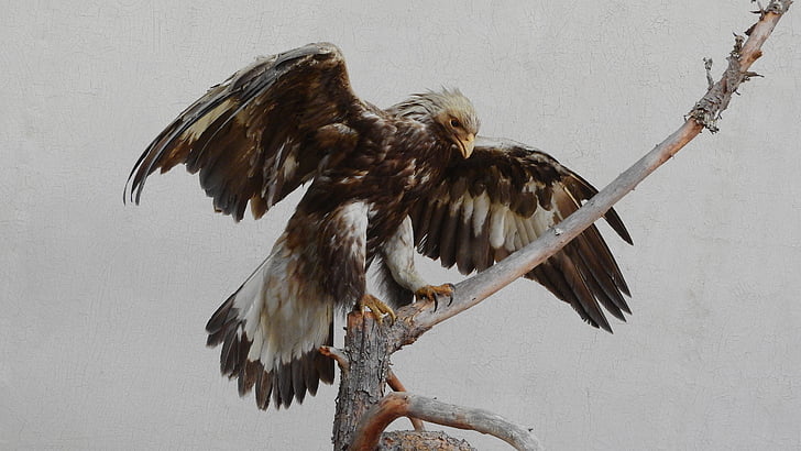 stuffed, museum, exhibit, predator, feather, outspread wings, bird