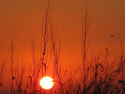草と日没, サンセット, 赤い夕日