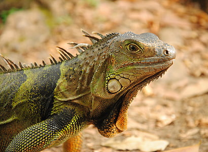 fotografia, Iguana verda, animal, animals, natura, Anime, rèptils