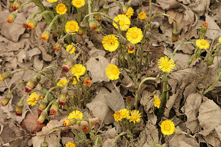 angiosperms, coltsfoot, edge, flowers, river, water, yellow