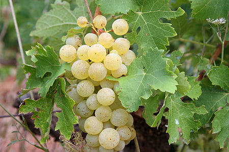 grozdje, zelena, bela, sadje, vinograd, kmetijstvo, zrel