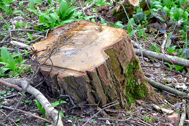 pohon, batang, alam, gergajian, log, memotong, deforestasi
