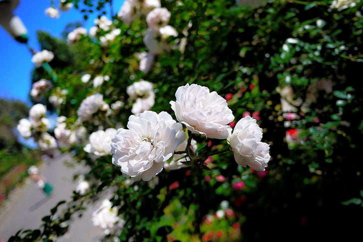 flower, rose, white, nature, pink Color, petal, plant