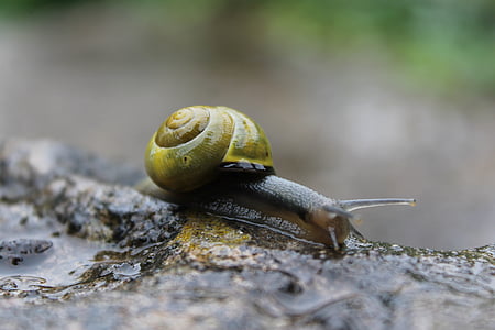 snail, rain, tiny, small, grey, shell, cute