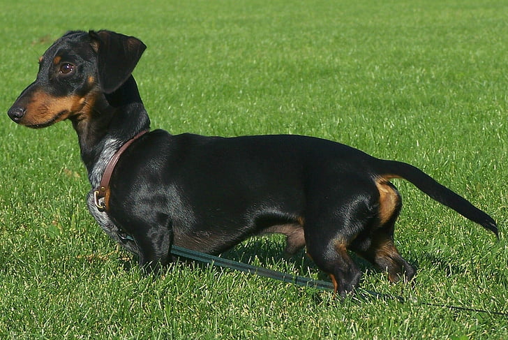 Dachshund, Wiener câine, câine, doxie, animal de casă, căţeluş, drăguţ
