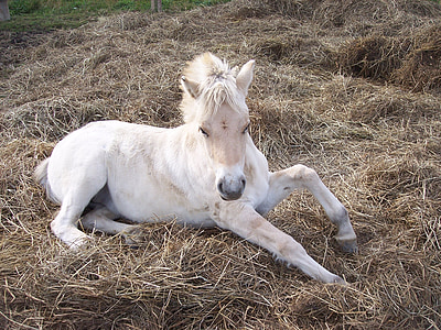 кон, Млада кобила, норвежки фиорд кон, еднокопитни, жребче, бозайник, конен спорт