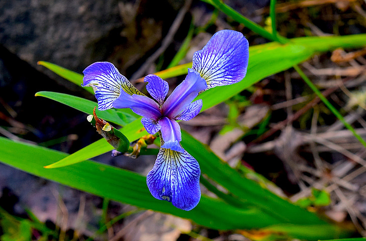 Iris, biru, bunga, hijau, alam, musim semi, tanaman
