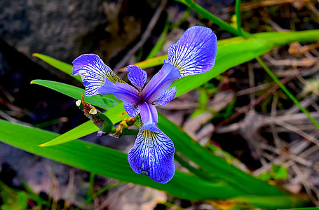 Iris, blau, flor, verd, natura, primavera, planta
