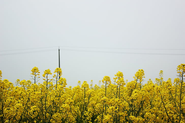 golden yellow, rape, spring, flowers, brilliant, sky, telephone poles