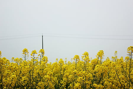 amarillo dorado, violación, primavera, flores, brillante, cielo, postes de teléfono