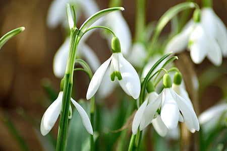 snowdrop, spring, close, green color, plant, white color, flower