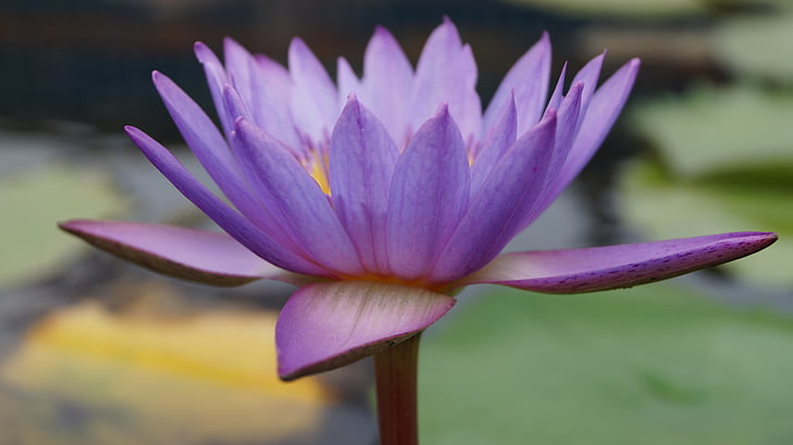 lotus, pond, nature, water, plant, flower, blossom