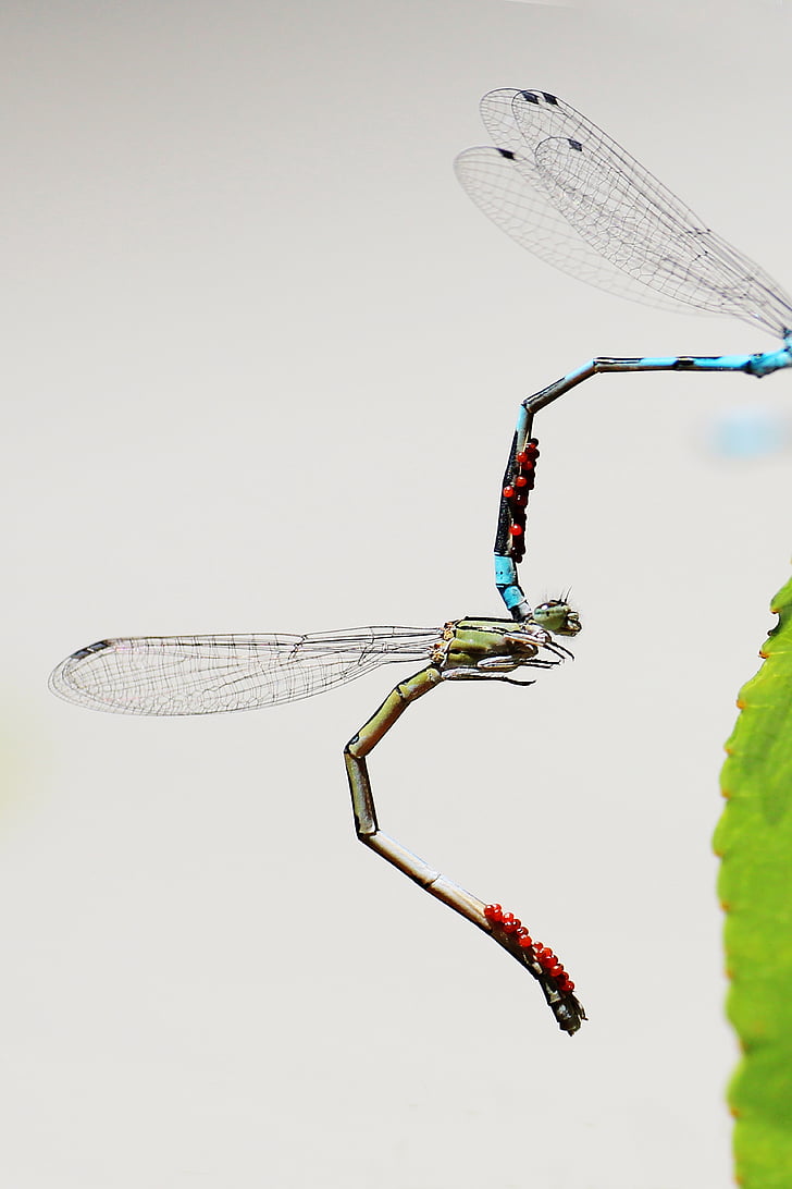 Dragonfly, paaritumist, tiivad, loodus, Armastus, kitiin