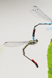 Dragonfly, krytí, křídla, Příroda, Láska, Chitin