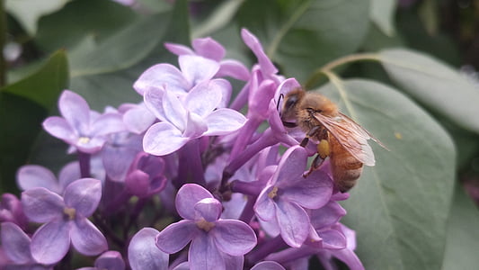 bee, lilac, pollen, insect, nature, flower, plant
