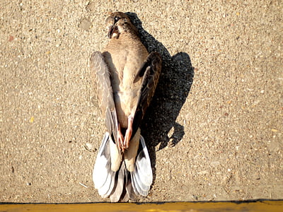 dead bird, dead dove, dove, bird, dead, death, nature