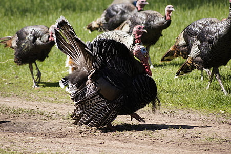 Turki, Thanksgiving, burung
