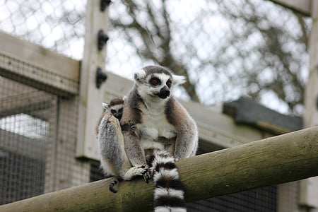 Lemur, Safari, dziecko lemur