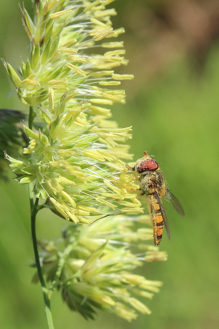 Hoverfly, χλόη, χόρτα, έντομο, μακροεντολή, το καλοκαίρι, φυτό