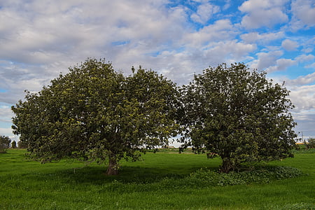 trees, meadow, landscape, nature, sky, clouds, green
