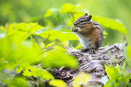 majhna severnoameriška veverica, jedo, dnevnik, tla, kosmate, kosmate rep, srčkano