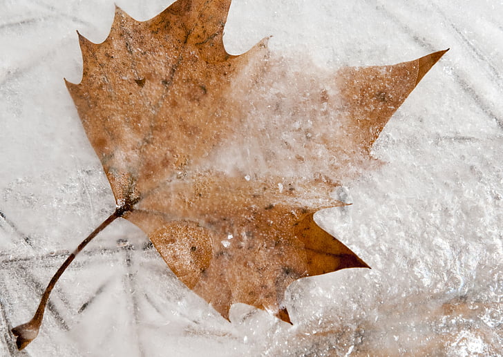 congelado, Maple, folha, Inverno, natureza, frio, chão de gelo