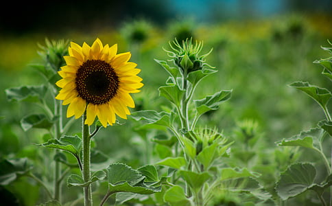 sunflowers, field, landscape, sunflower, pipes, yellow, flower