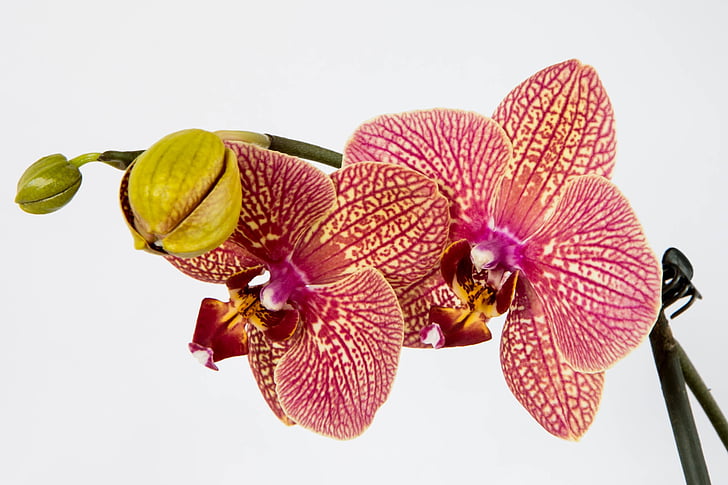 orchidea, kvet, Príroda, rastlín, exotické, kvitnúce, Moth orchidea