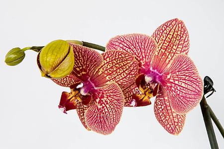 Orchidee, Blume, Natur, Anlage, exotische, Blüte, Nachtfalter-Orchidee