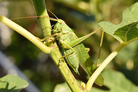 grasshopper, animal, insect, green, close, hop, grille