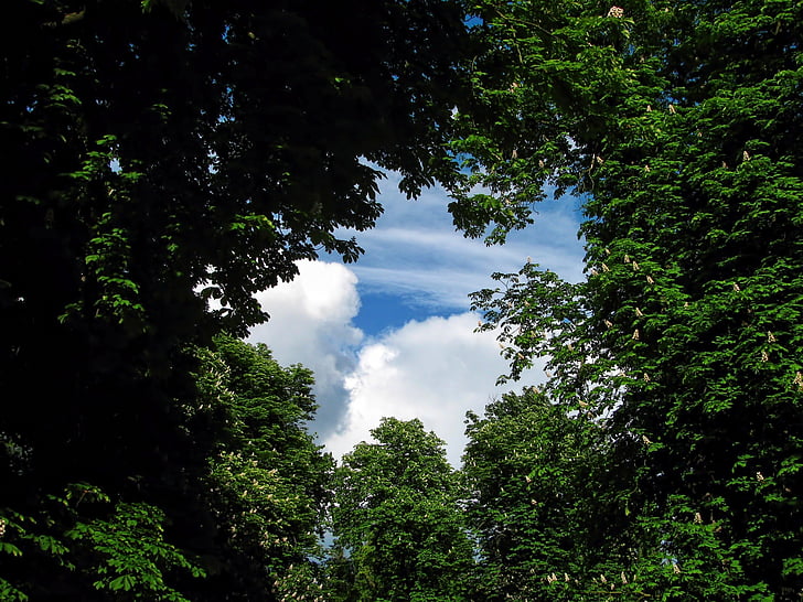 low, angle, photography, trees, green, sky, Tree