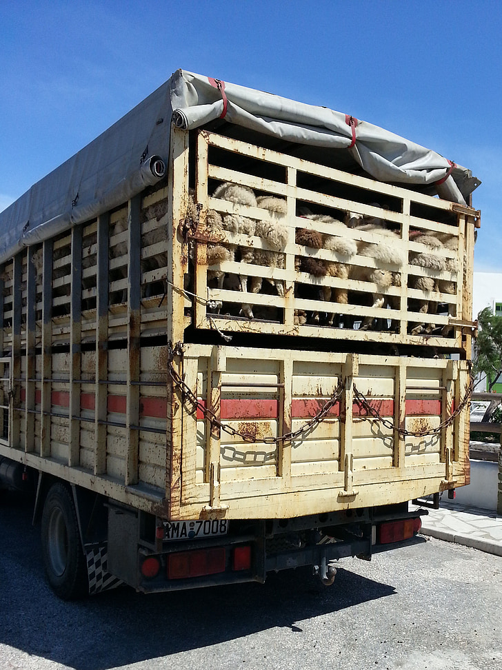 crammed, squeezed in, enge, sheep, animal, animal welfare, animal transport