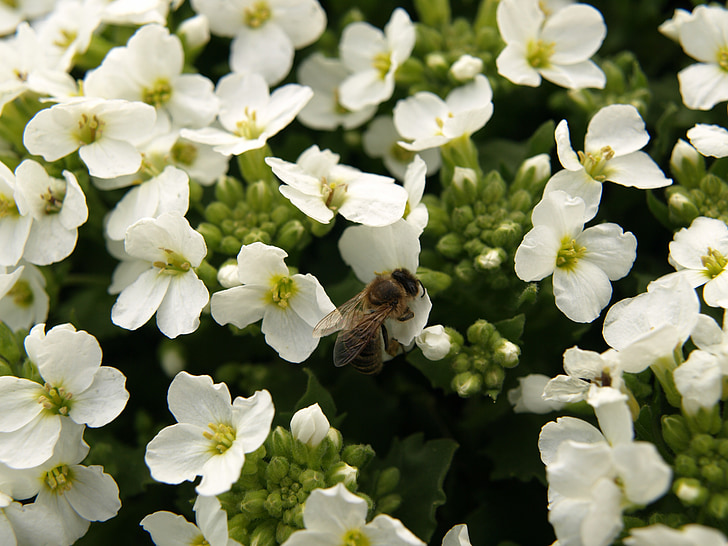 abelha, flor, inseto, polinização, jardim, macro, Primavera