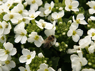 Pszczoła, kwiat, owad, zapylanie, ogród, makro, wiosna