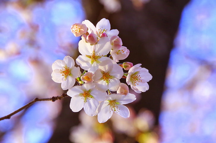 Sakura, kirsikankukka katselu, huhtikuuta